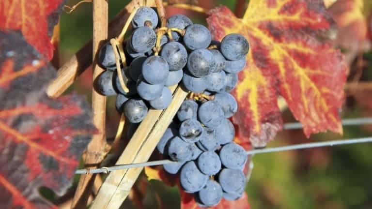 Scheda analitica, commento e degustazione dei vini della tenuta Pederzana con foto, dati per il contatto diretto