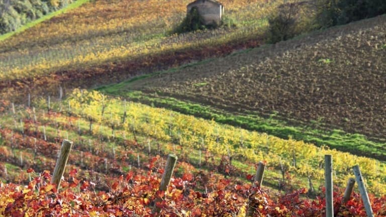 Colline di Castelvetro, ricoperte di vigneti. Vendita online Lambrusco Pederzana