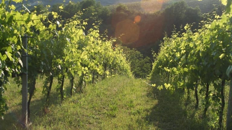 Compra online i vini biologici della cantina Maria Galassi, Sangiovese DOC.