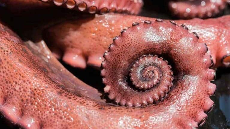 Polpo, ricette con il polpo, polpo bollito, cuocere il polpo come un cuoco vero