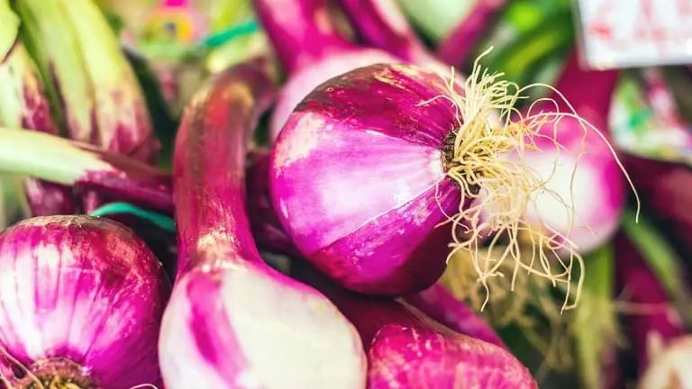Cipolla rossa per insalata nizzarda, ingredienti dell'insalata nizzarda, ricetta