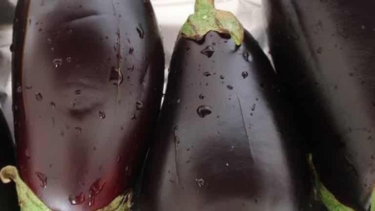 Eggplants, recipes with eggplants, rolls of eggplant with Ricotta cheese