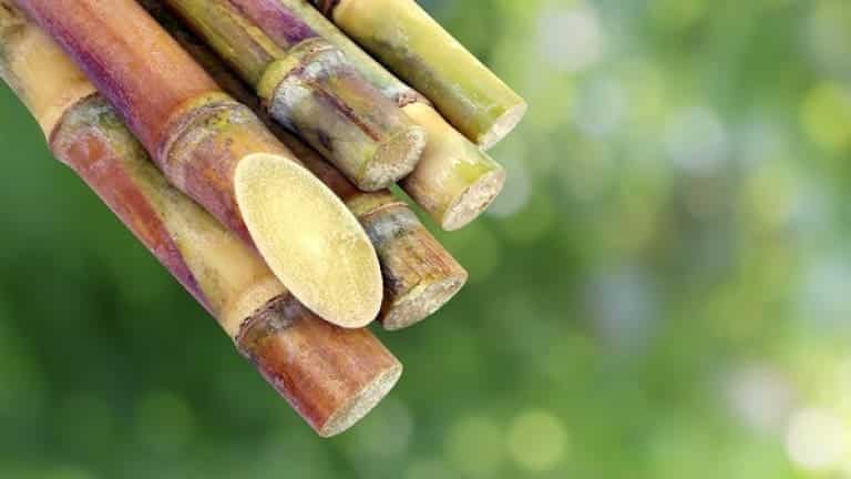 Fresh sugar cane, ingredients for making agricultural rum, rum production