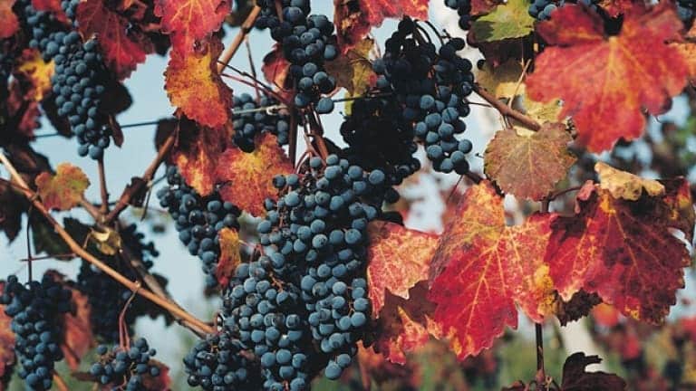 Lambrusco grapes and red leaves in autumn. Walk in lovely fall vineyards