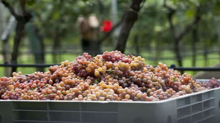 Harvesting grapes. In the vineyards. Autumn stunning images. Clusters of Gewurz