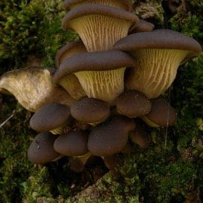 stufato di lumache ai funghi pleurotus, con fegato grasso d’oca e budino di Parmigiano Reggiano