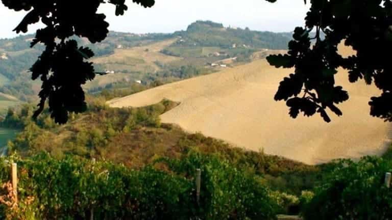 Colline di Bertinoro. Tenuta Stefenelli vendita online di vini DOC di Romagna