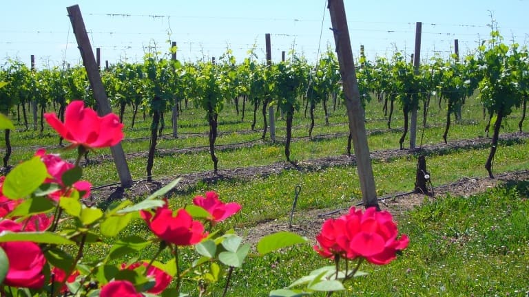 Vendita online dei migliori vini DOC dell'Emilia Romagna: cantina Galassi.