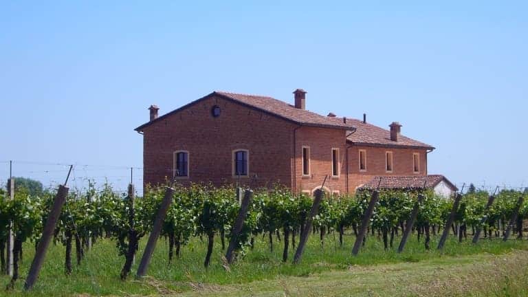 Wine tasting DOC Colli di Imola and visit the winery in Dozza, vineyards.