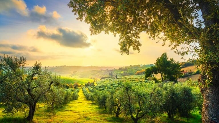 Ciliegiolo zona di produzione, colline toscane con ulivi centenari e vigneti