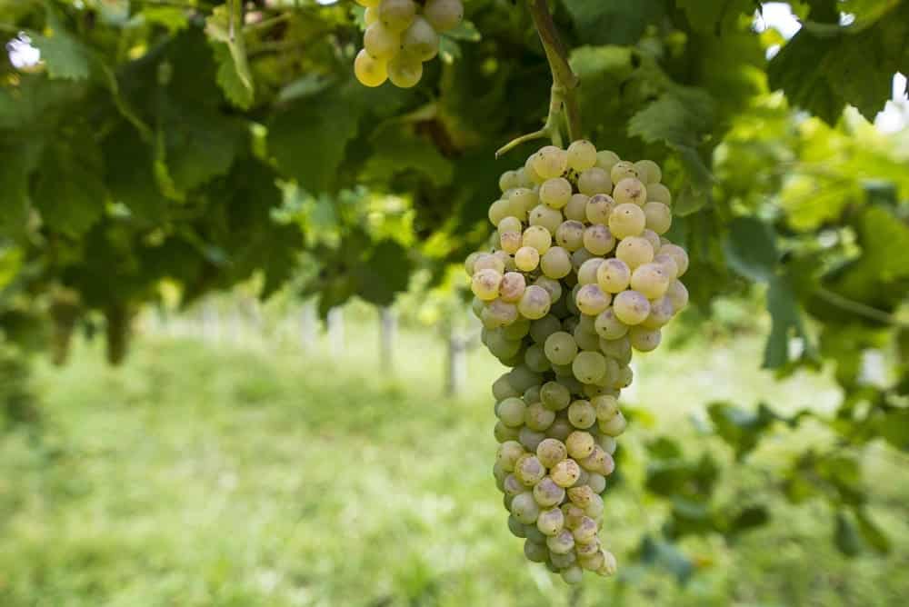Erbaluce grappolo, vino, vitigno, storia, caratteristiche organolettiche