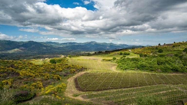 Etna Bianco DOC zona di produzione, vigneti di Carricante sul vulcano Etna