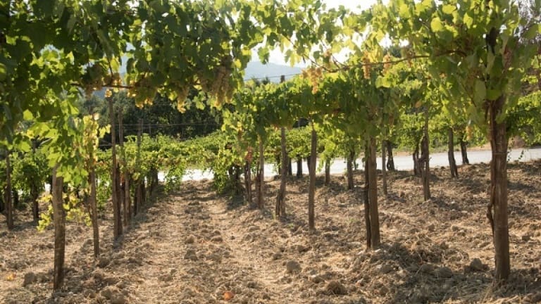 Greco di Tufo wine, grape variety, history, price, the best bottles of Greek