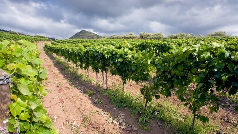 Nerello Cappuccio: wine, vine, history and organoleptic characteristics