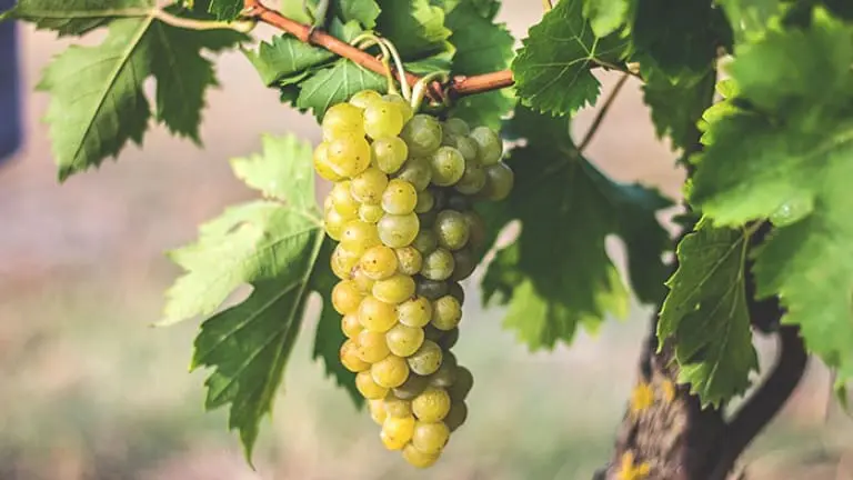Pignoletto: il vitigno, le caratteristiche e la storia del vino emiliano