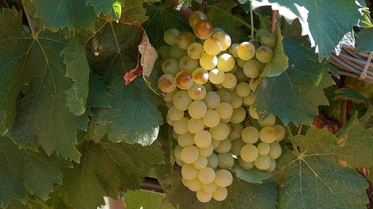 Vermentino wine, grape variety, characteristics, history and flavors, white wine