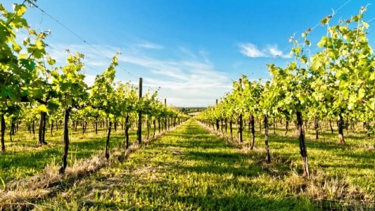 Vitigni a bacca bianca Emilia Romagna, vigne di Spergola Scandiano Reggio Emilia