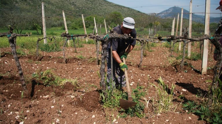 Where are the best Montepulciano grown? Montepulciano grape and wine guide!