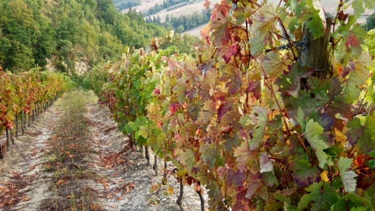Vigne di Sangiovese, Modigliana, colli di Forlì. Degustazione vini e wine tour.