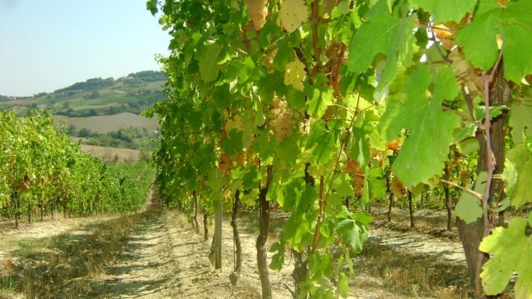 Guida alle cantine dell'Emilia Romagna con info e schede di approfondimento.