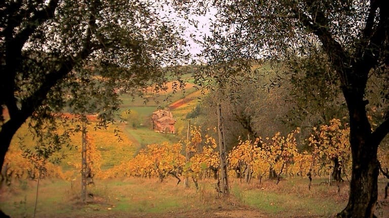 Degustazione e visita delle cantina dell'Emilia Romagna. Bertinoro. Albana.