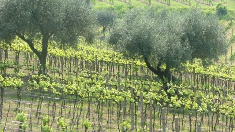 Foto di vigneti di Sangiovese a Bertinoro. Qua e là spuntano degli ulivi.