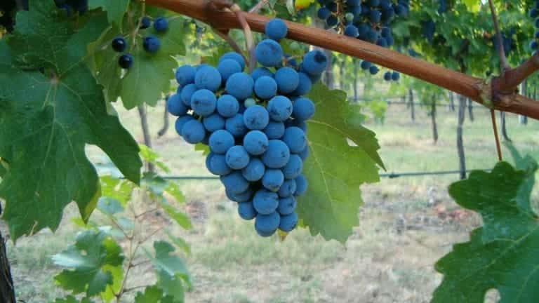Grappolo di Cabernet Sauvignon colline Faenza. Visitare le cantine del faentino