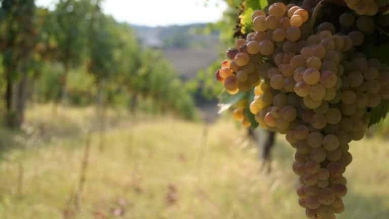 Grappolo di Pecorino. Vitigno autoctono delle Marche. Fermo. Rio Maggio.
