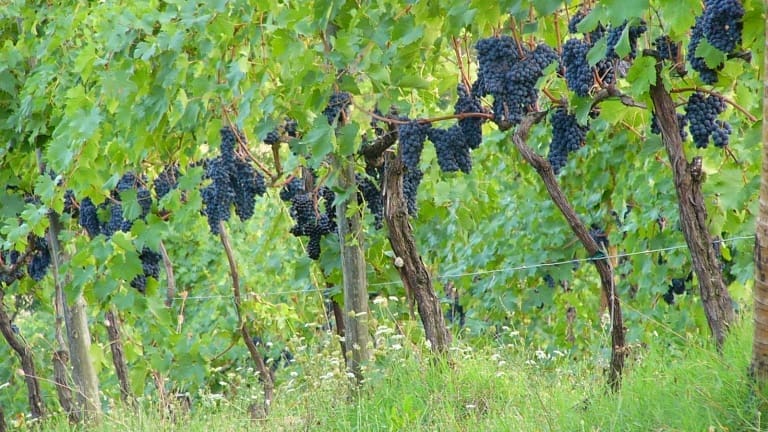 Wine and Winery review of Gallegati winery, info, mail, prices: wine guide