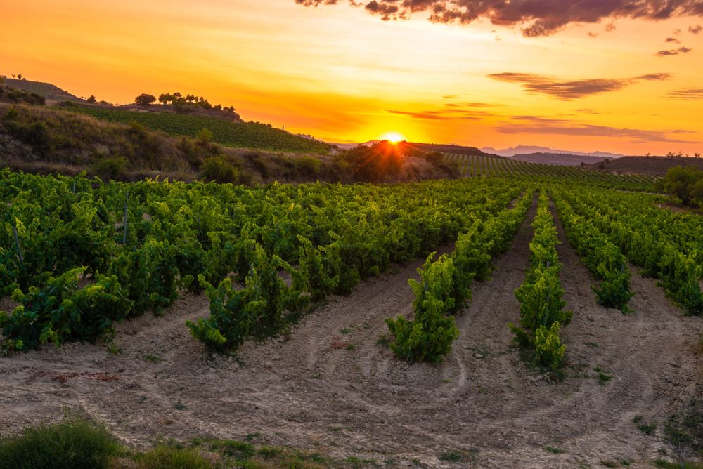 Origine e storia della Viura Zona Rioja