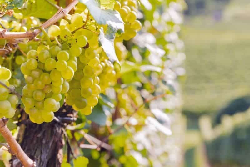The Different Regions and Styles of American Chardonnay