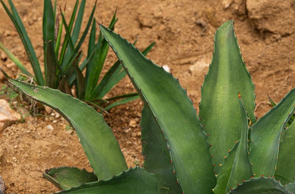 What Makes Tepeztate (Agave marmorata) the Sage of the Mezcal World?
