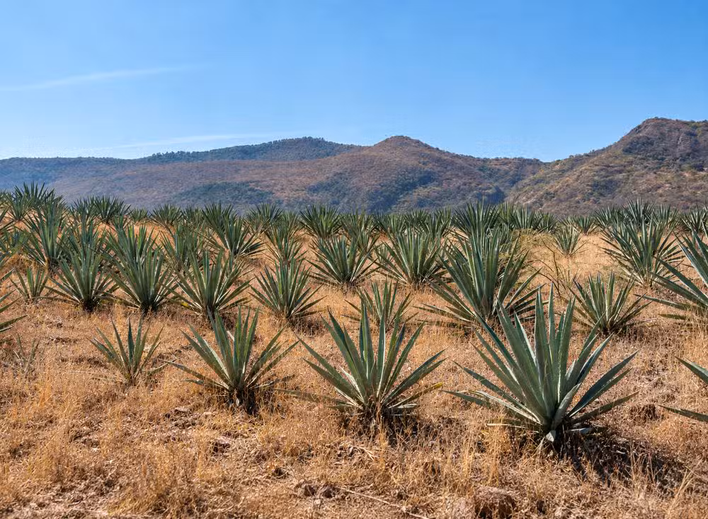 Il Bacanora si produce esclusivamente con Agave angustifolia Haw