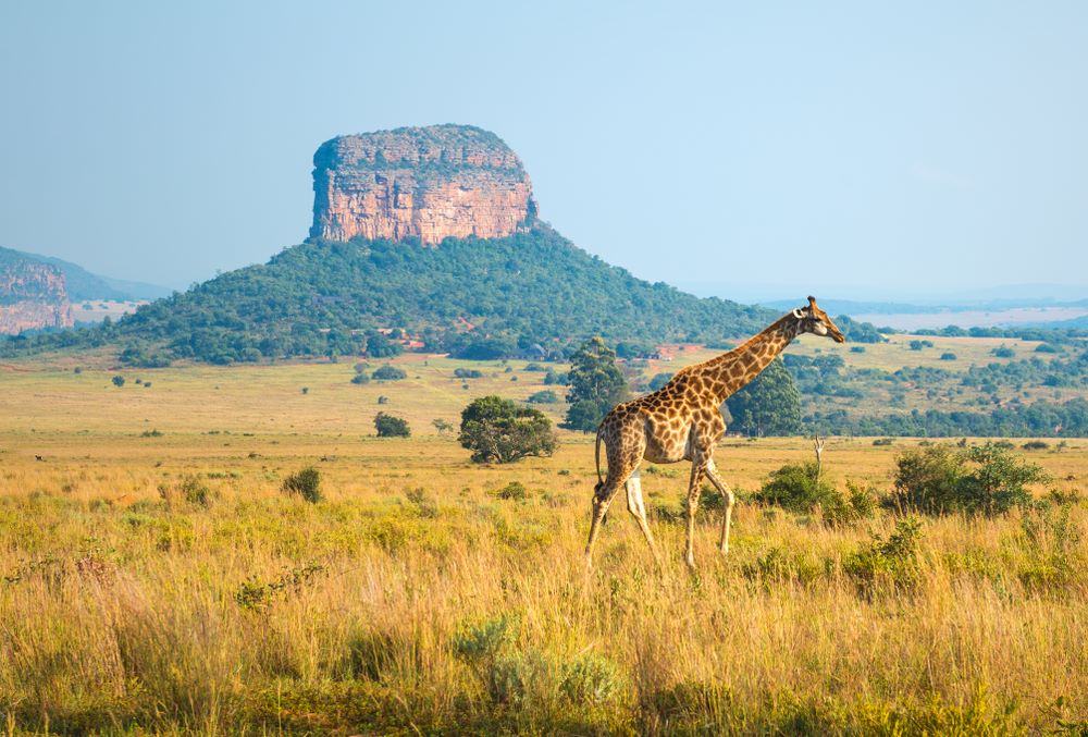 Entabeni Safari Reserve cosa fare e vedere guida turistica per visitare la splendida riserva del Sudafrica