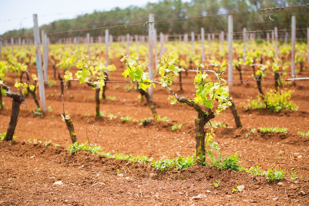 Primitivo di Manduria: Le migliori cantine da Visitare, quelle che Raccontano il Vero Sud