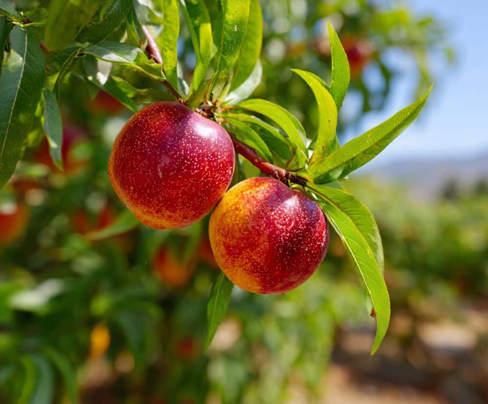 Rodakina Naoussas pesca greca frutta pregiata caratteristiche botaniche storia prezzo