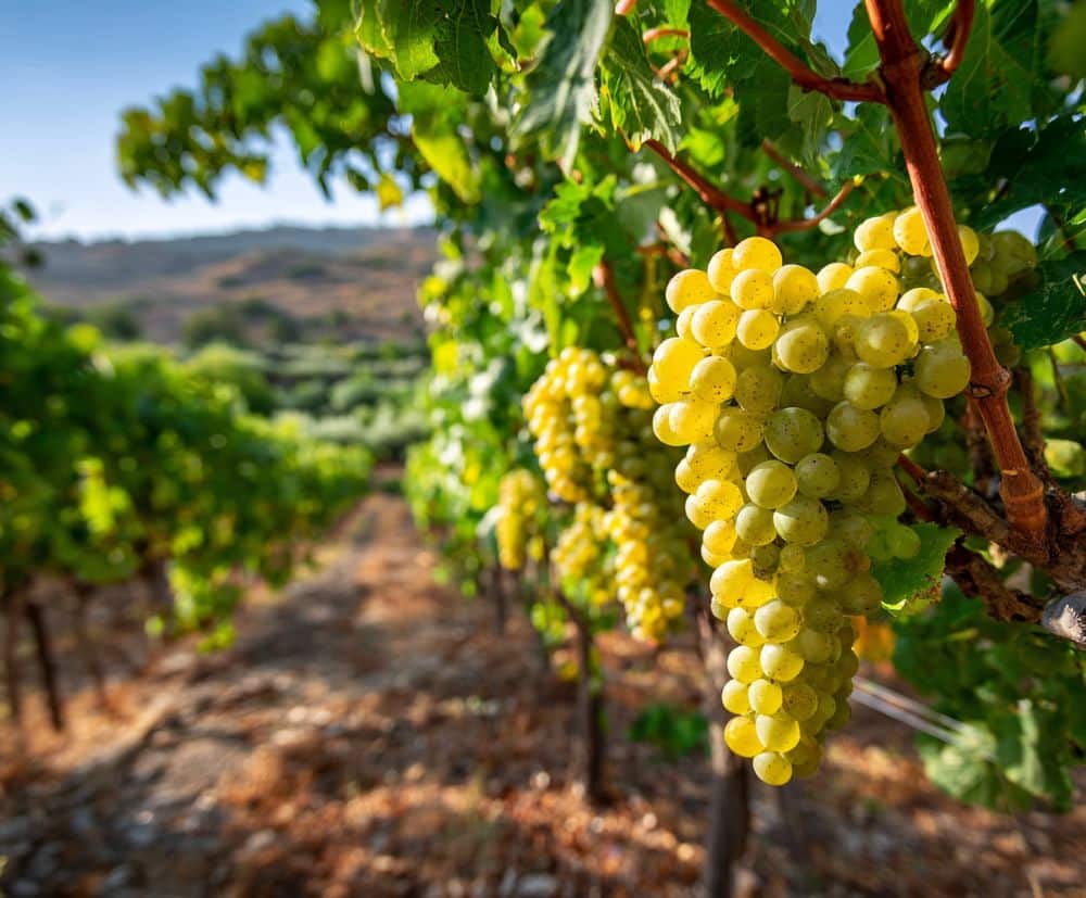 Vermentino di Sardegna DOC vino vitigno caratteristiche organolettiche storia zona di produzione abbinamenti