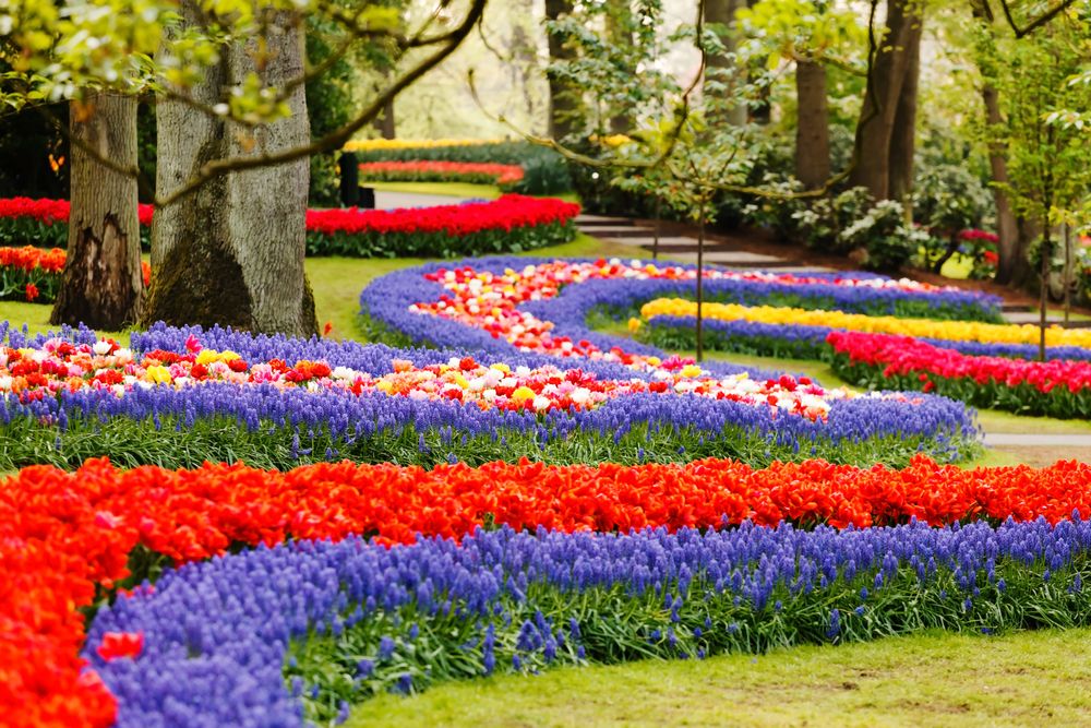 Keukenhof parco dei tulipani cosa fare e vedere guida turistica informazioni orari biglietti
