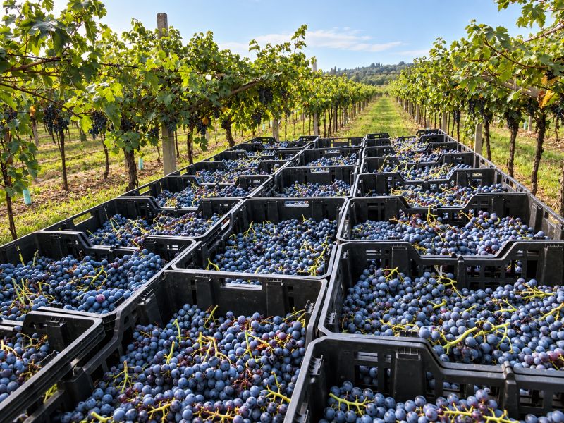 Le migliori cantine della Valpolicella da visitare durante la vendemmia