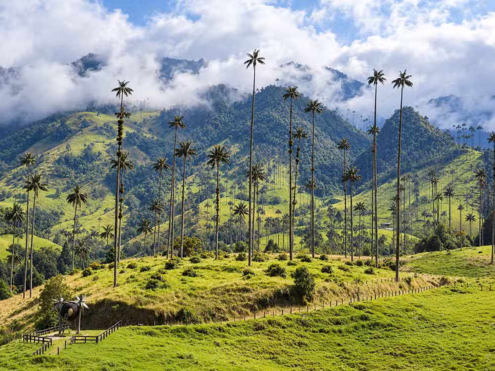 Cosa fare e vedere in Colombia Valle del Cocora le palme più alte del mondo
