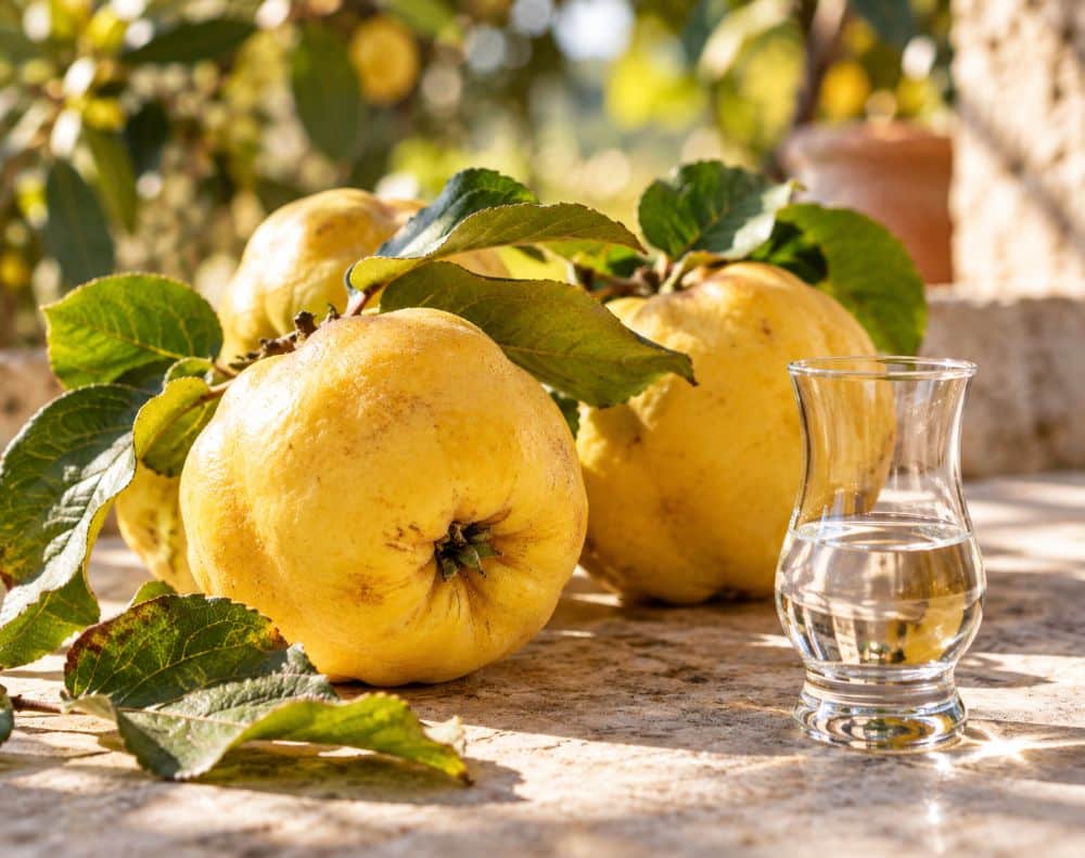 Dunjevača: la Rakija di mele cotogne